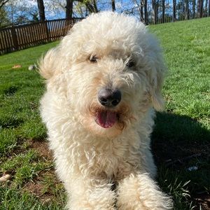 Meet your Posher, Caroline